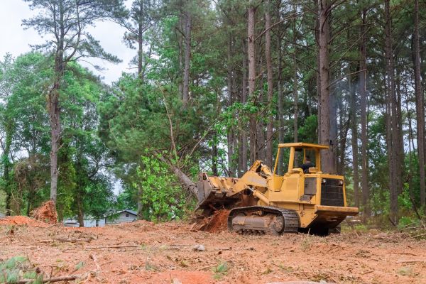 Cost of Forestry Clearing in Brunswick