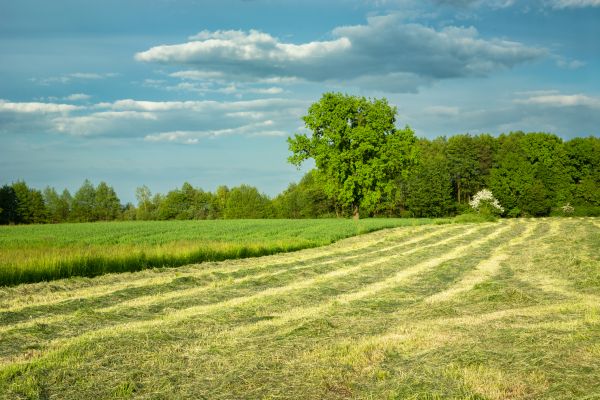 Cost of Vegetation Removal in Brunswick