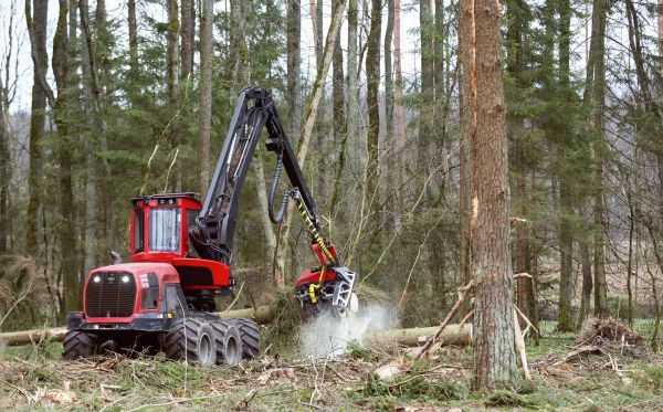 Cost of Forest Clearance Service in Brunswick